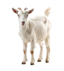 Fototapeta premium White Goat full body isolated on transparent background cut out png