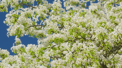 Blooming White Pear Flowers Morning Sunlight. White Flowers On A Tree In Soft Sunset. Pear Blossom. White Buds. Fruit Tree Flower.