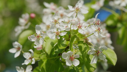 Fototapeta premium Blooming Garden In Spring. Pear Flower Growing And Blooming. White Beautiful Flowers Of Pear. Blossoming White Pear Blossom. Blooming Pear Tree.