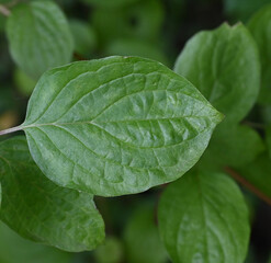 Beautiful close-up of the leaf of cornus sanguinea