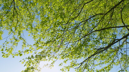 Fototapeta premium Birch Branches With Young Green Leaves. Birch Branches In Sunlight. Beautiful Green Natural Background. Birch Tree In A Sunny Spring Day.
