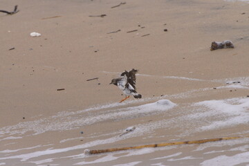 The ruddy turnstone (Arenaria interpres)