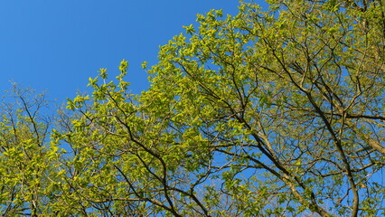 Fototapeta premium Young Green Leaves Of An Oak Tree Against Sky. Oak In Hot Summer Season. Leaves Of An Oak Tree Illuminated By Scenic Sunlight. Natural Foliage In Summer Forest.
