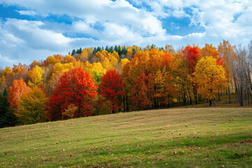Fototapeta premium The image shows the beauty of nature with green field and colorful trees in autumn season.