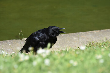 a crow on a lawn