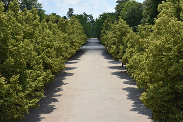 the garden of Tuileries, the louvres, pyramide, beauty of Paris, Garden of Paris, Tourisme, 