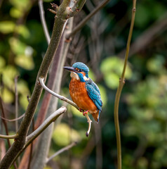 Eurasian Kingfisher, Alcedo Atthis, perched on a branch and looking at camera in Edinburgh, Scotland