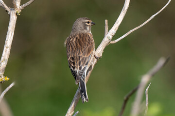 Linotte mélodieuse,.Linaria cannabina, Common Linnet