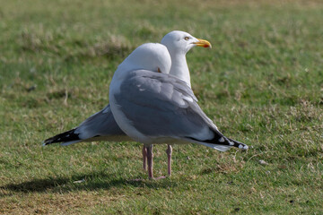 Go&eacute;land argent&eacute;,.Larus argentatus, European Herring Gull