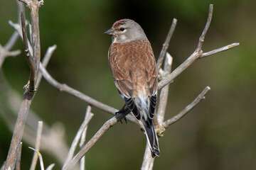 Linotte mélodieuse,.Linaria cannabina, Common Linnet