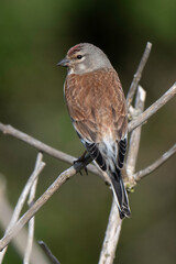 Linotte mélodieuse,.Linaria cannabina, Common Linnet