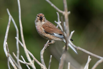 Linotte mélodieuse,.Linaria cannabina, Common Linnet