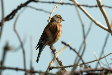 Linotte mélodieuse,.Linaria cannabina, Common Linnet