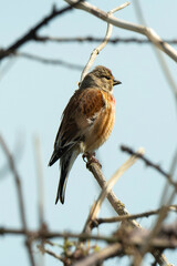 Linotte mélodieuse,.Linaria cannabina, Common Linnet