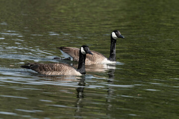 Bernache du Canada,.Branta canadensis, Canada Goose,