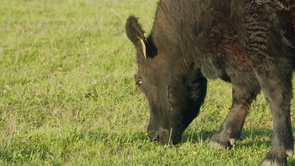 Young Black Angus Cow On Pastures. Black Angus Cows As Herd. Sunset On Countryside. Beef Cows And Calves Grazing On Grass On A Beef Cattle Farm.