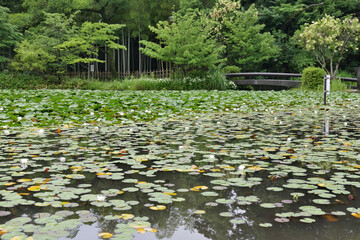 横浜, せせらぎ公園の池と睡蓮
