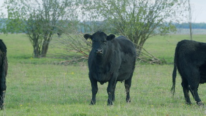 Black Angus Cows Grazing On A Green Summer Meadow. Panorama Of Grazing Cows In A Meadow With Grass.