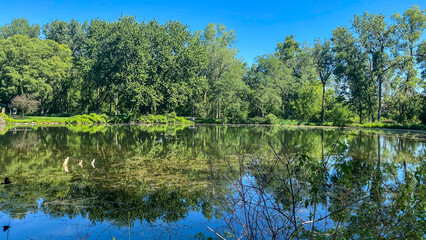 Summer Day at the Park with Pond