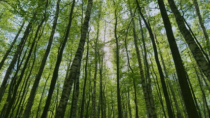 Green Crowns Of Trees Are Swaying In Wind On Warm Sunny Day Against Background Of Clear Blue Sky. Forest With Large Green Trees.