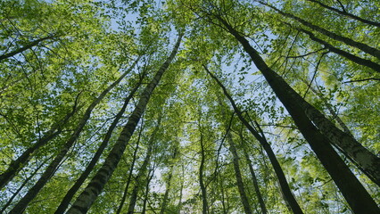 Fototapeta premium Beautiful Summer Day. Green Young Foliage Of Spring Or Summer Trees. Forest In Clear Sunlight With Blue Sky.