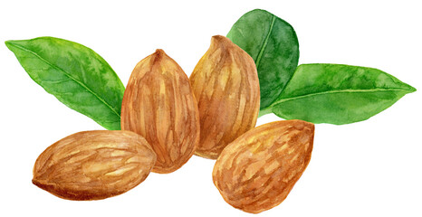 4粒のアーモンドナッツ・葉の水彩イラスト 白背景