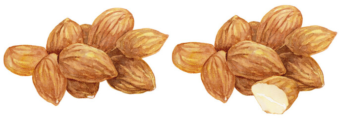 たくさんのアーモンドの水彩イラスト 白背景