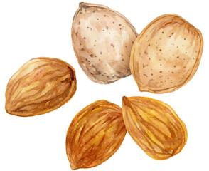  殻のついたアーモンドの水彩イラスト