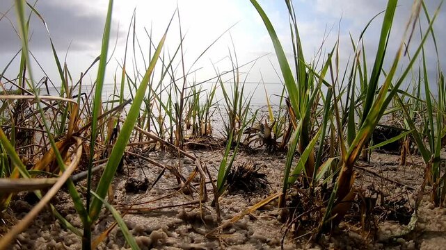 Blue crab makes it's retreat towards the water through beach grasses