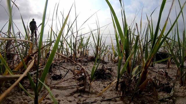 Fisherman walks into a bay and fiddler crabs retreat into the grasses