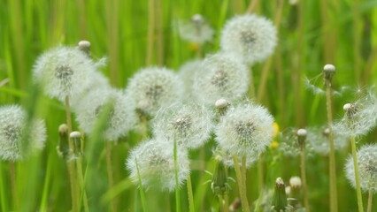 Fototapeta premium Dandelion On Natural Background. White Flowers Of Dandelion Balls In A Spring Field. Beautiful White Fluffy Dandelions Common Dandelion.