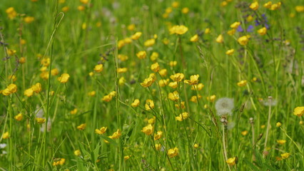 Obraz premium Yellow meadow flowers of buttercups on field. Yellow buttercups in meadow on sunny spring day.