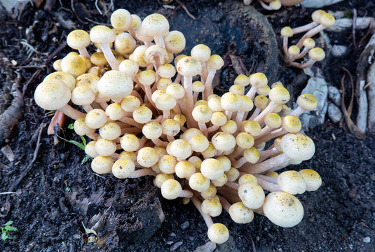 Armillaria mellea, commonly known as honey fungus, is an edible basidiomycete fungus