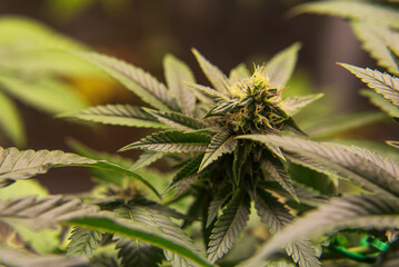 Marijuana Flower and leaves Pistachio strain