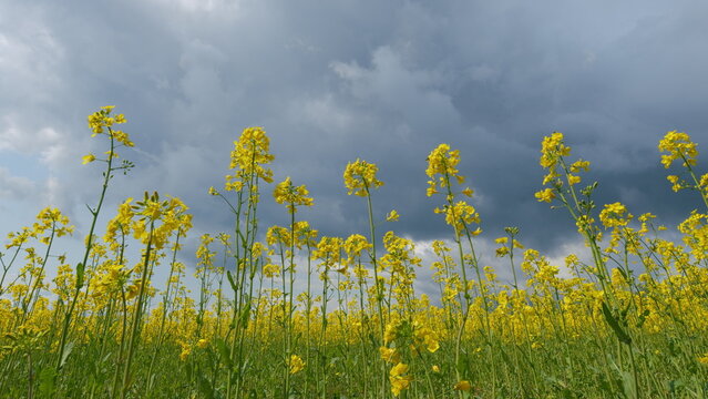 Yellow Flower Blossom Rapeseed Canola Agriculture Field. Flowering Rapeseed. Precision Farming And Stunning Rural Landscapes. Rapeseed Field In Bloom.