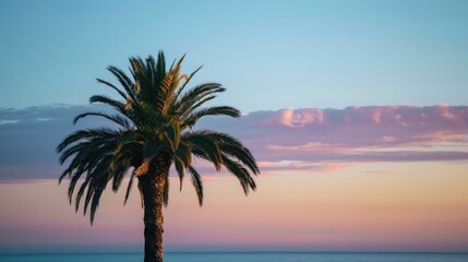 Palm tree against evening sky symbolizes summer at beach