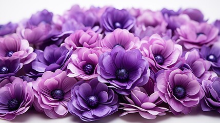 Fototapeta premium purple hyacinth flower