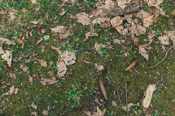 落ち葉の上の松ぼっくり