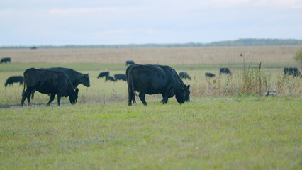 Black angus beef cow. Cow on a green summer pasture. Black cows stand grazing on meadow field. Static view.