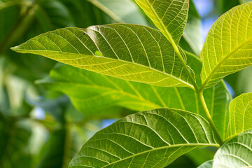 Green leaves on a blurred background on a sunny June day in the countryside.
