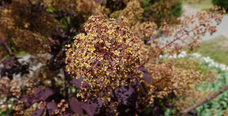Mackerel tannery woody plant