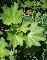 Zamanika tall plant with green leaves