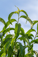 Green leaves on a blurred background on a sunny June day in the countryside.