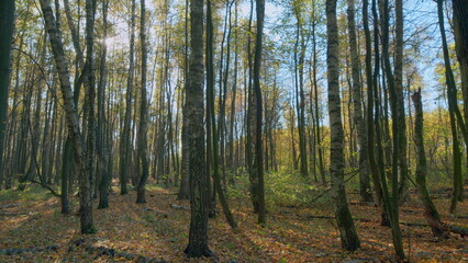 Rising sun enchants a deciduous forest with vibrant gold colors. Beautiful autumn foliage. Timelapse.