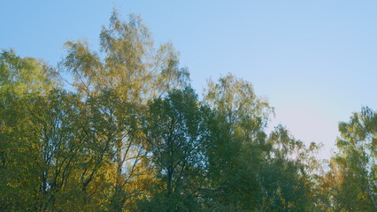 Obraz premium Wide angle upwards shot in a forest. Bright yellow leaves. Treetops in autumnal forest. Real time.