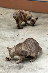 Two cats on a concrete floor, standing and eating food on the ground