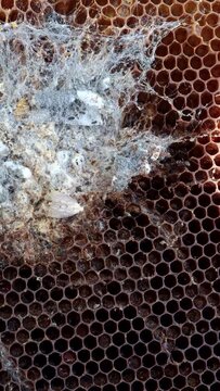 Wax moth larvae are destroying a honeycomb frame in a beehive