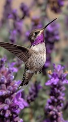 Obraz premium Hummingbird Feeding on Bright Orange Flower