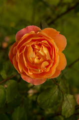 orange rose