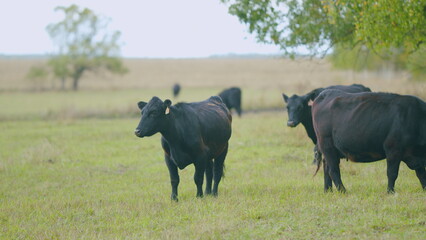 Fototapeta premium Cattle brazing in fields. Black angus cows as herd. Powerful black cow that eats grass. Real time.